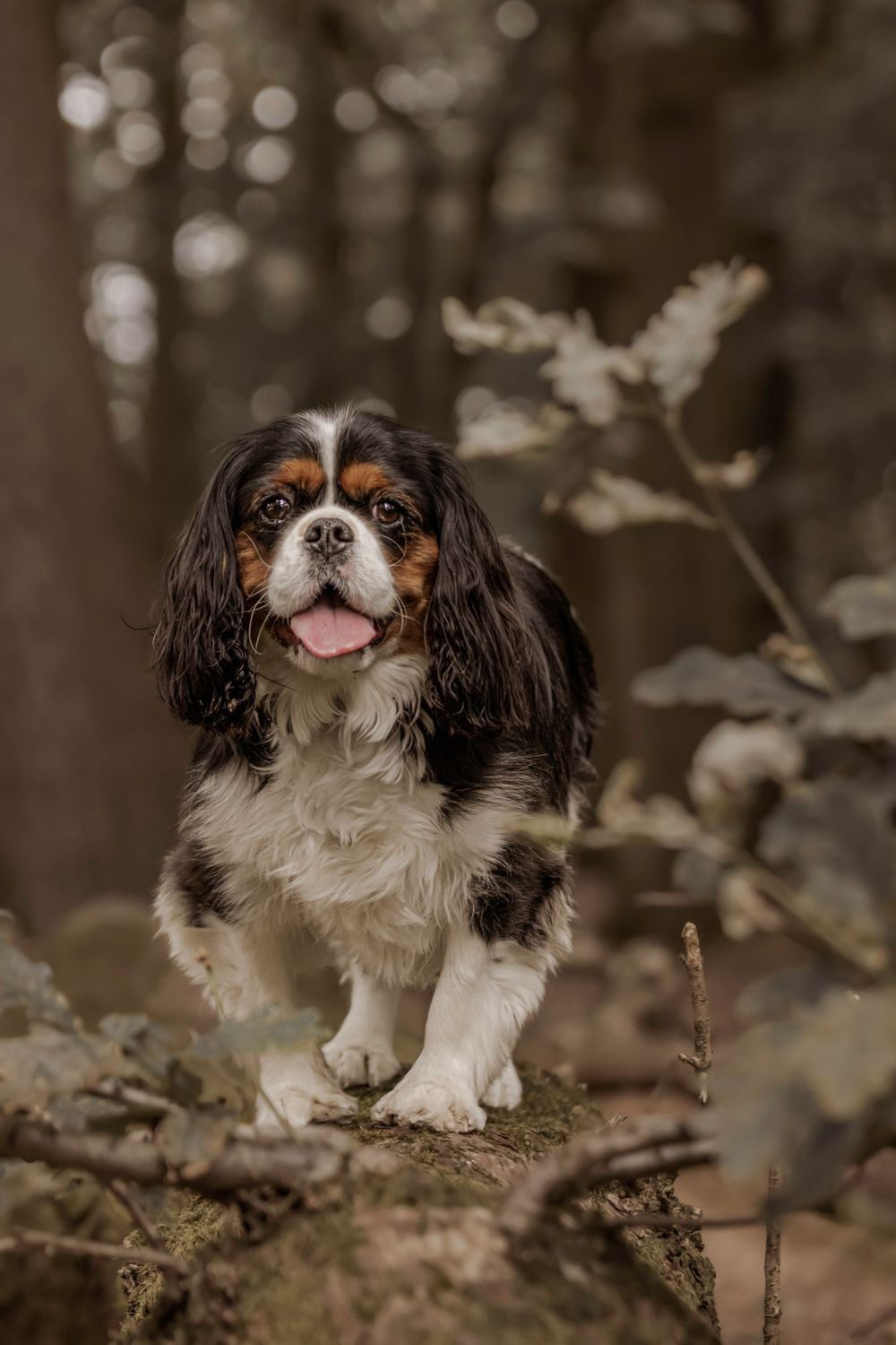 Cavalier King Charles Spaniel dog with tricolor coat standing on forest ground with bokeh background.