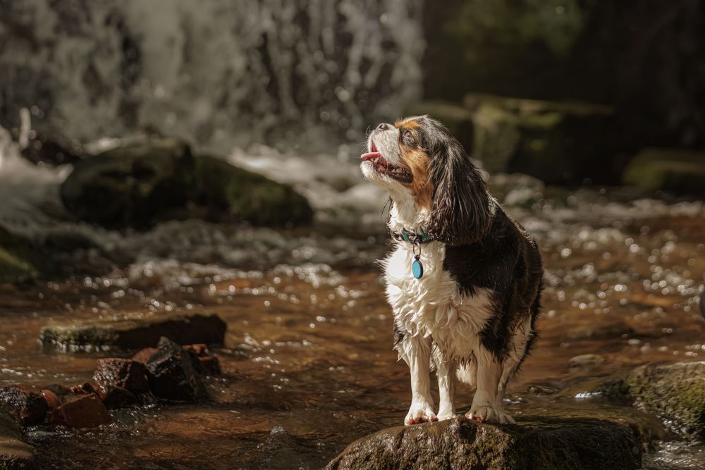 Australian shepherd dog stands alertly on a rock near rushing water in a scenic wilderness setting.