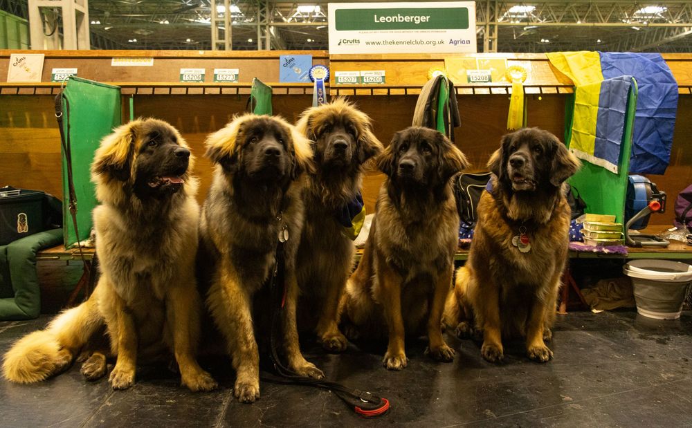 Four majestic Leonberger dogs sitting in a row at what appears to be a dog show or event venue.