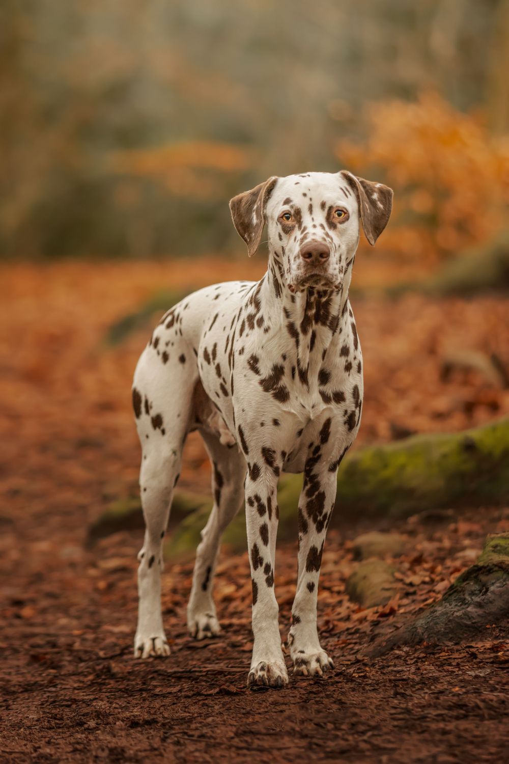 A Dalmatian dog stands alert on a forest path with autumn foliage in the background.