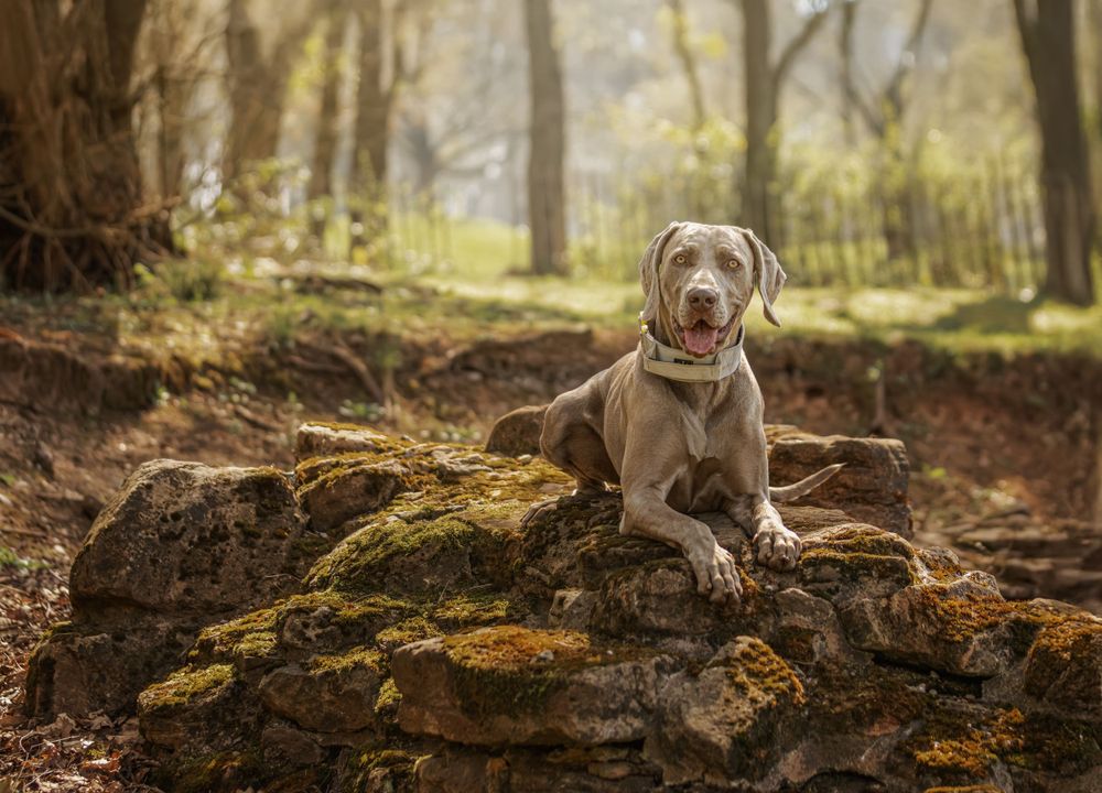 Weimaraner dog sits regally on moss-covered rocks in a sunlit autumn forest.