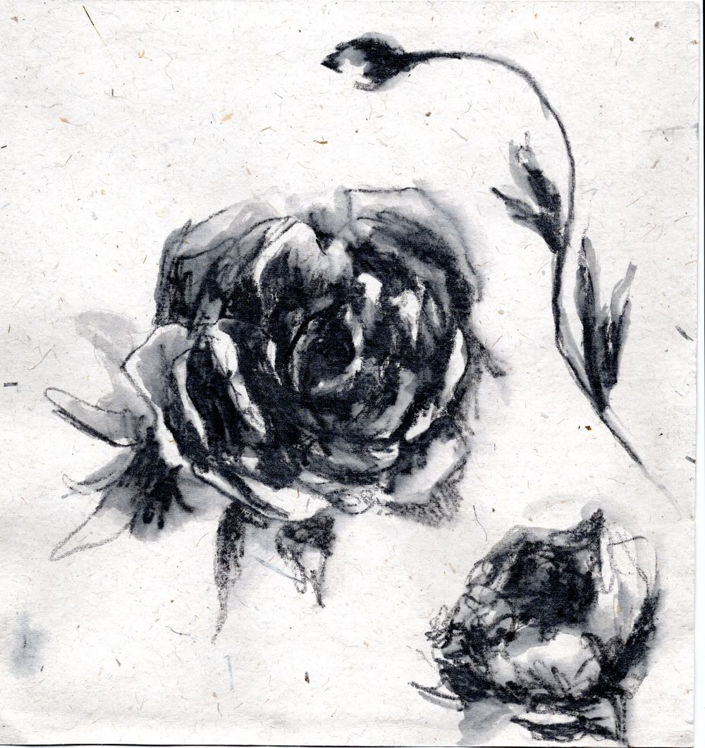 Black and white watercolor illustration of a blooming peony flower with delicate brushstrokes and organic shapes.