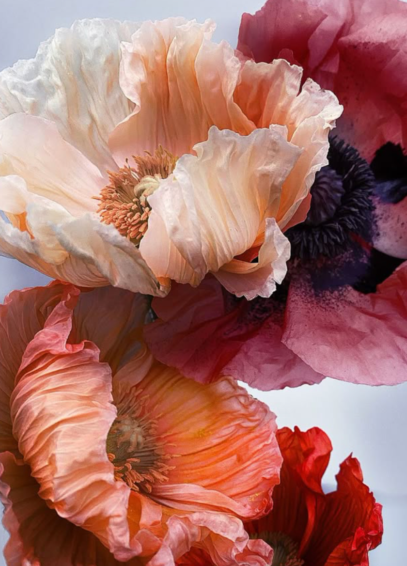 Close-up macro photograph of pink and peach colored poppies with delicate ruffled petals and dark centers.