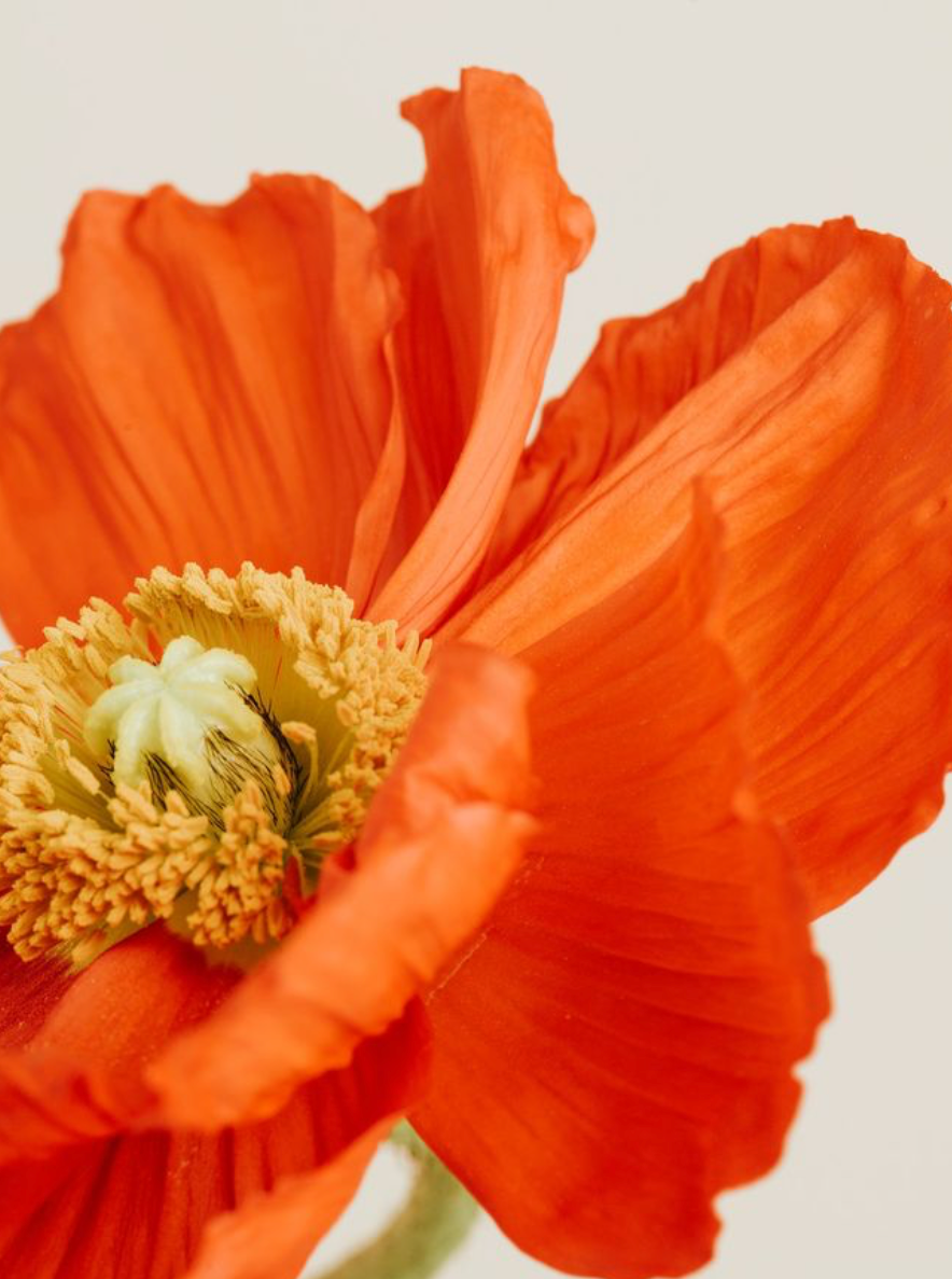 A vibrant orange poppy flower with delicate petals and a yellow center shown in macro detail.