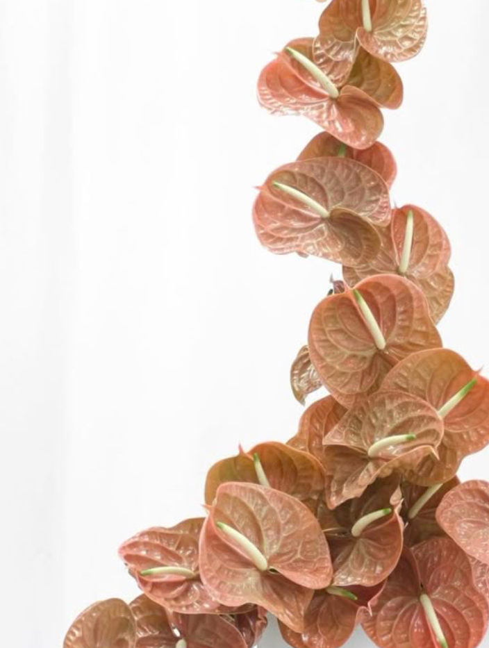 Soft peach-colored anthurium flowers arranged in an elegant spiral pattern against a white background.