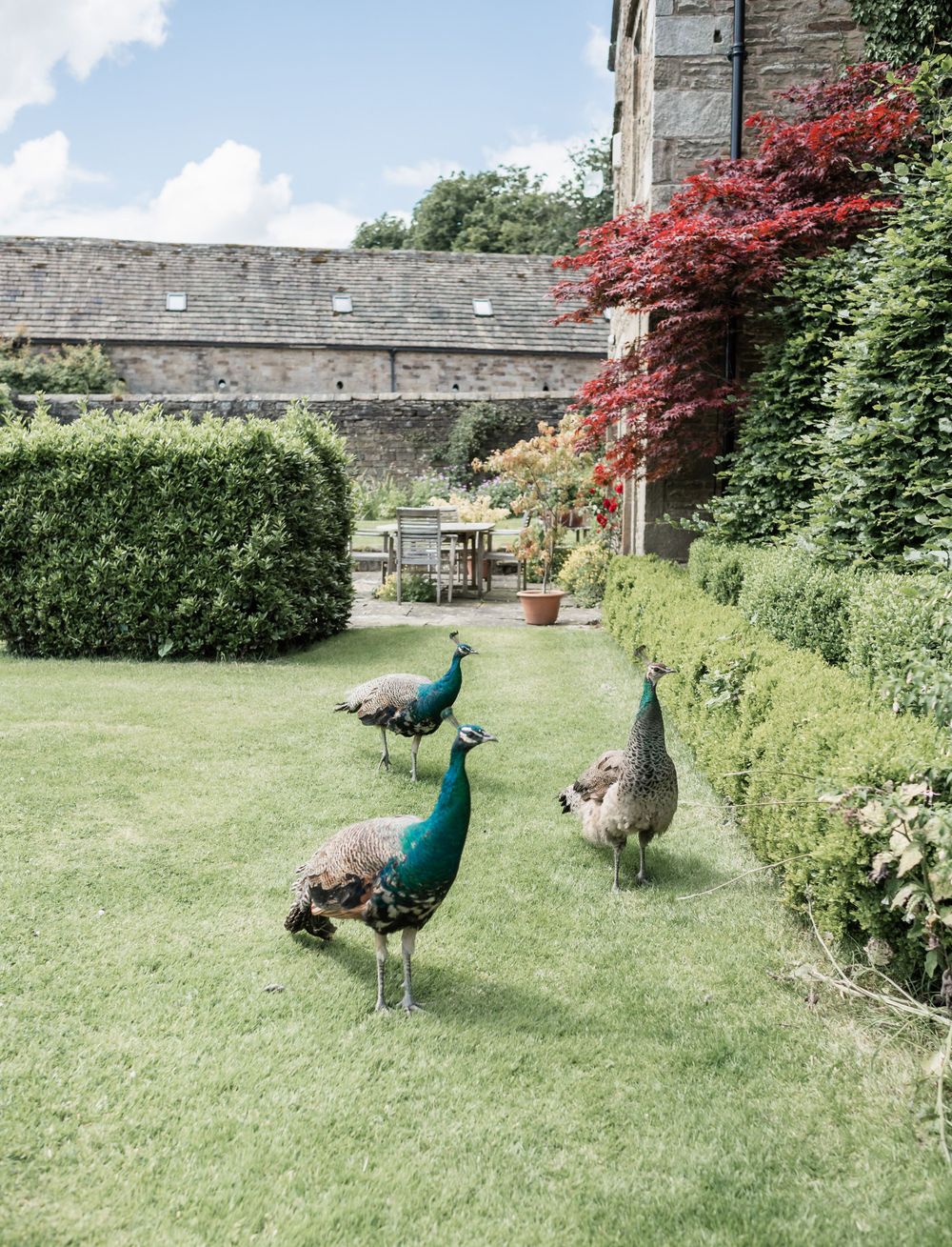 Two vibrant peacocks stroll across a manicured garden lawn near stone walls and red maple foliage.