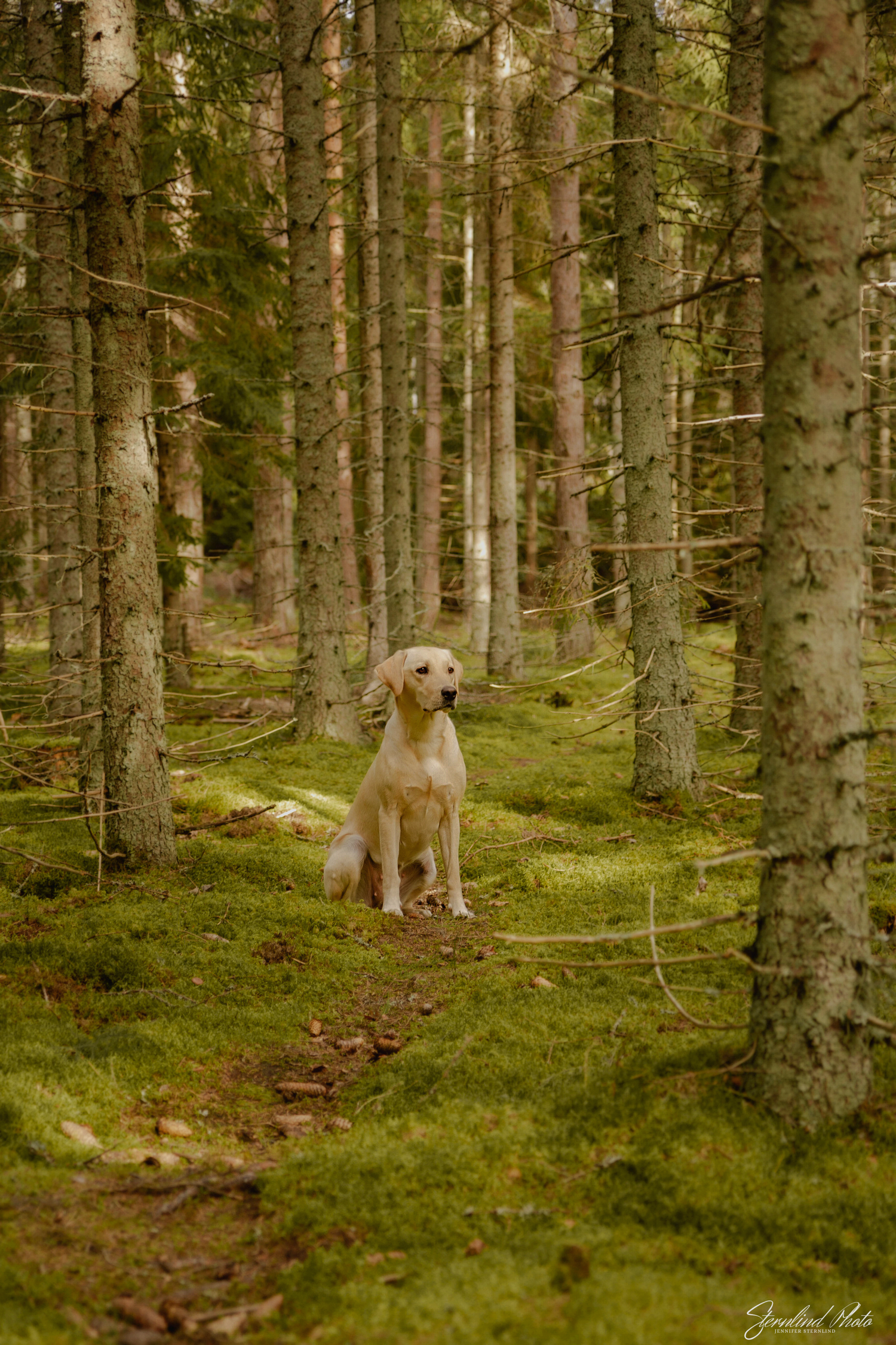 Fotograf i Stockholm, Sternlind Photo, Jennifer Sternlind, Fotograf i stockholm. Hundfotograf, Hund Fotografering,
