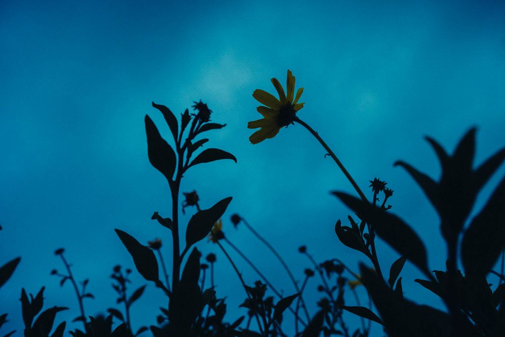 A dark silhouette of palm leaves against a vibrant blue sky during sunset or sunrise.