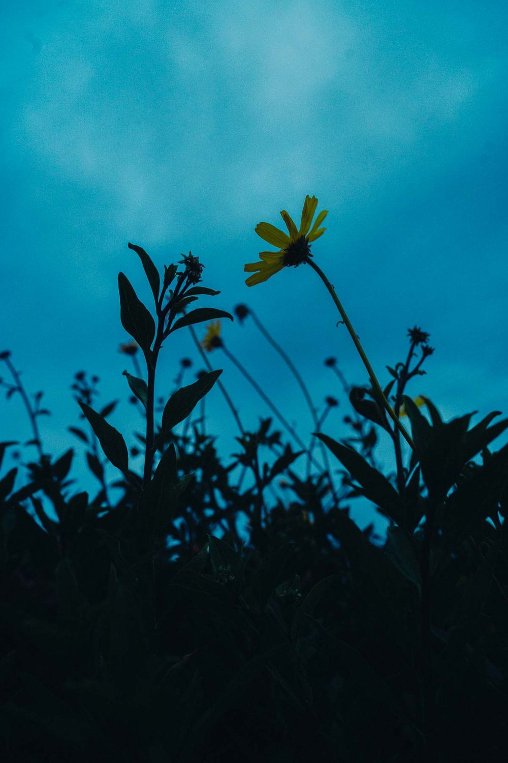 A yellow daisy flower silhouette against a deep turquoise sky with dark foliage in the foreground at dusk.
