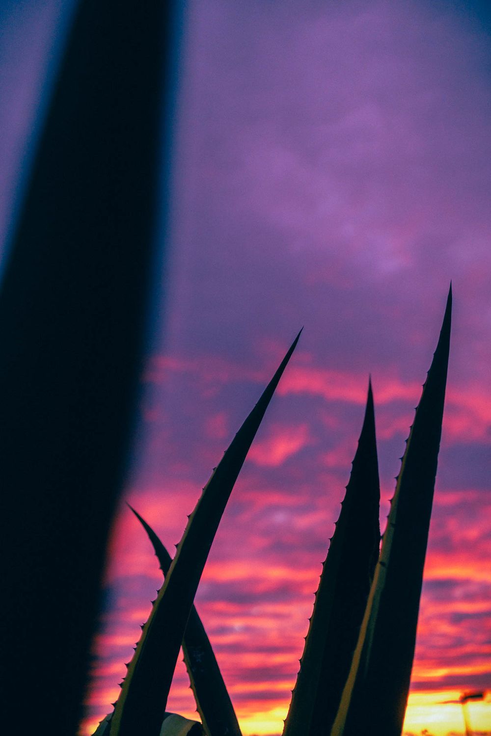 Sharp agave leaves silhouetted against a dramatic purple and orange sunset sky.