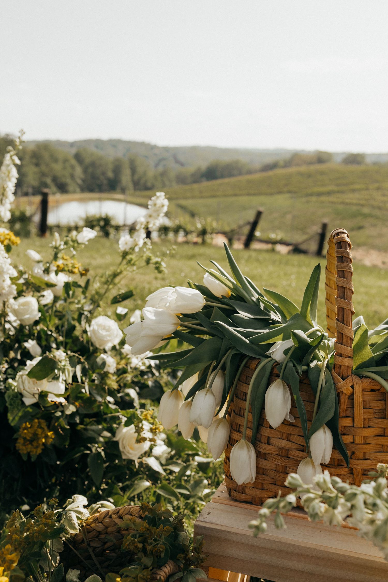White tulips and flowers arranged in a woven basket overlooking a scenic countryside landscape with rolling hills.