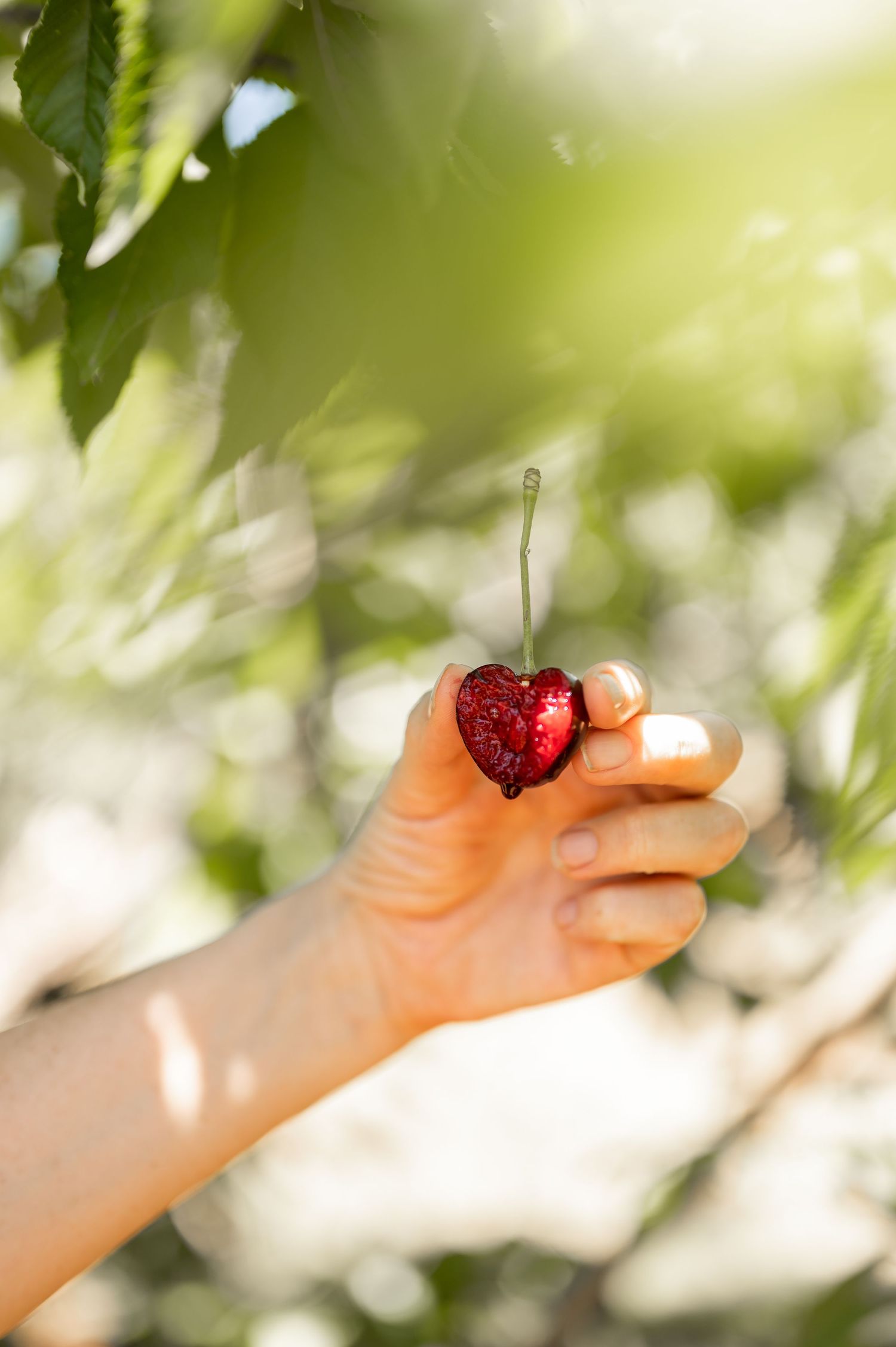 Business lifestyle photography Melbourne - authentic commercial photography Yarra Valley