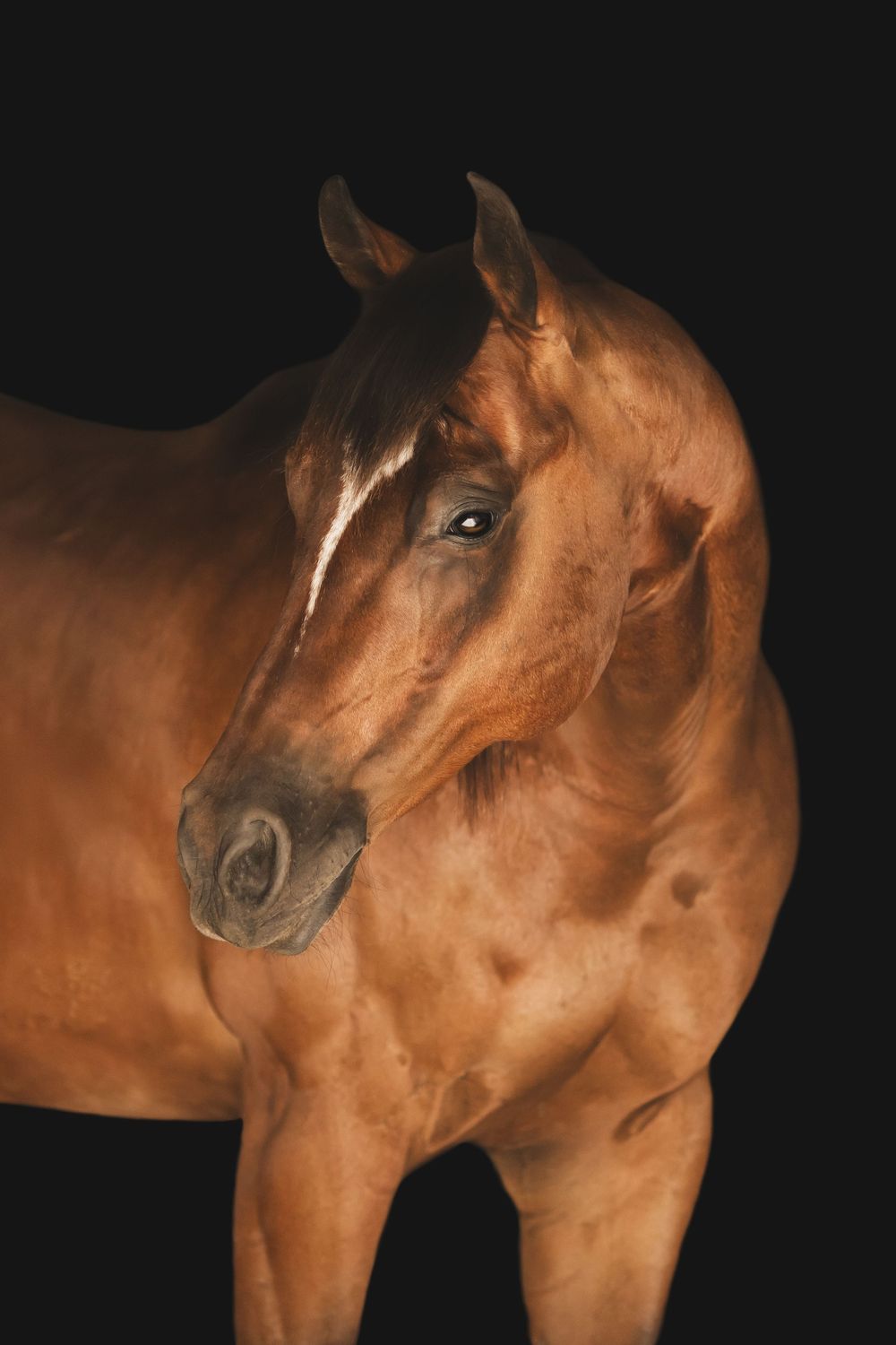 Brown horse profile portrait series showing progressive views of equine face and neck against dark background.