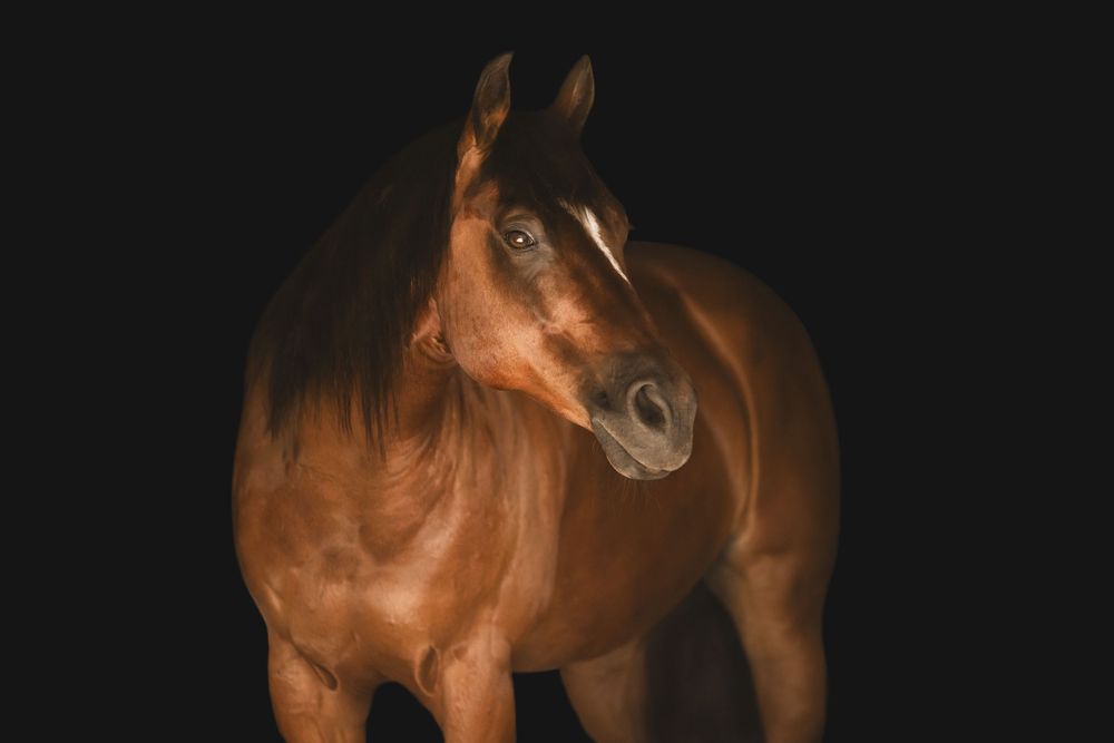 A brown horse performs a series of galloping movements against a black background in a sequential motion study.