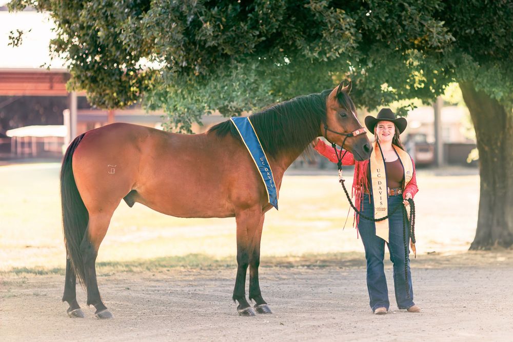 A chestnut horse with white socks stands in a dusty arena while being trained on long reins with handlers nearby.