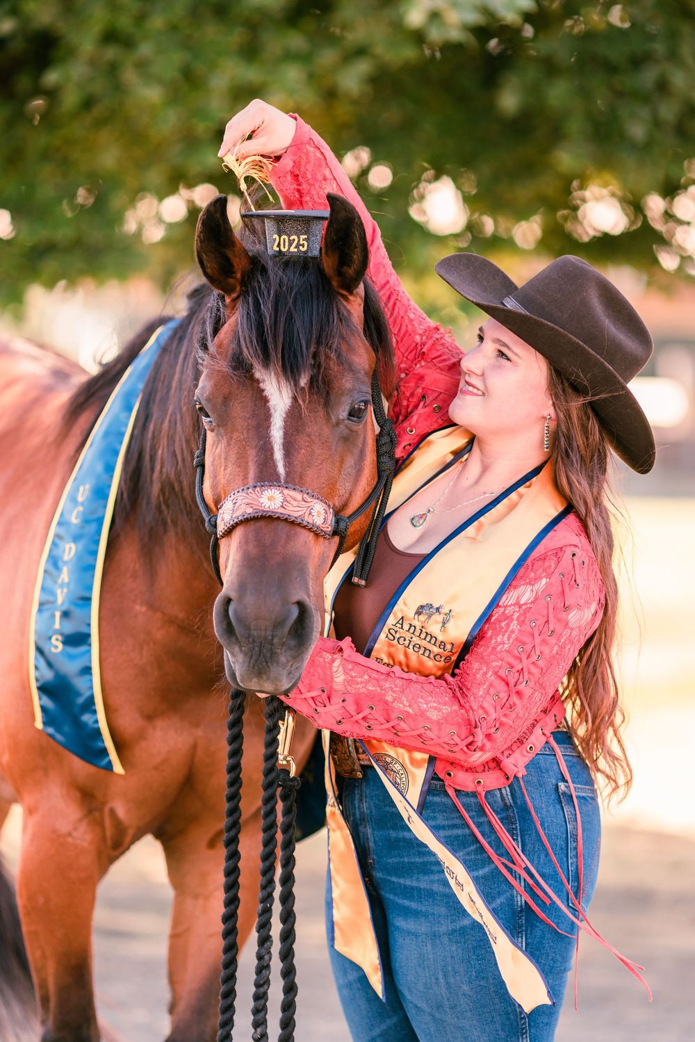 Brown horse wearing competition number receives affectionate pat during sunset photo shoot.