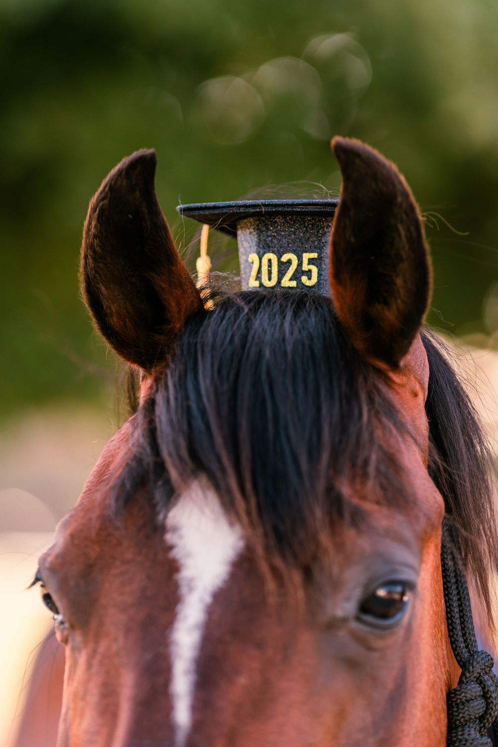 Close-up series of horse ears with graduation tassel decorations showing class year 2025.