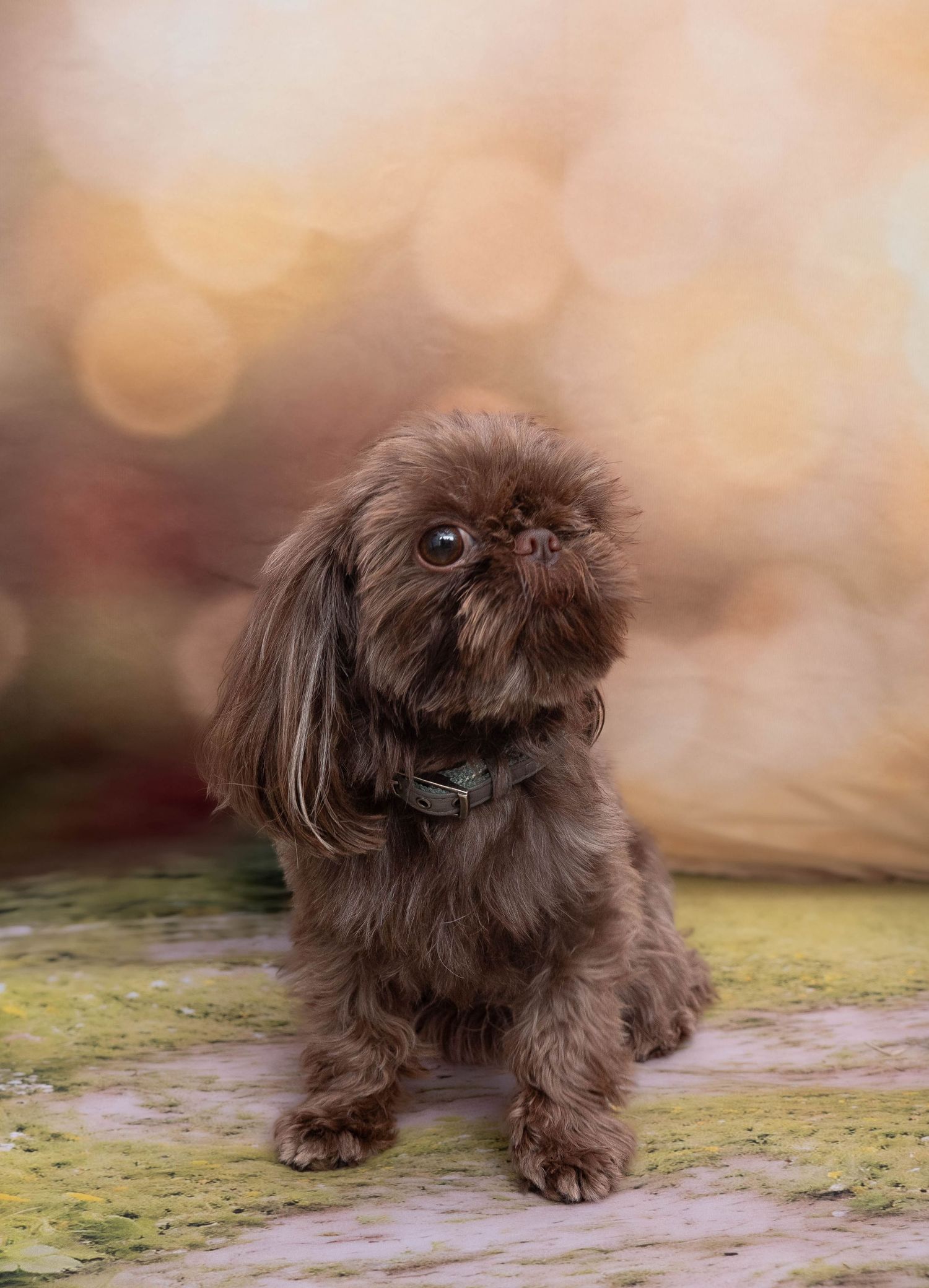 Mad Hatter Event Derbyshire Shipley Country Part Pet Baby Photography