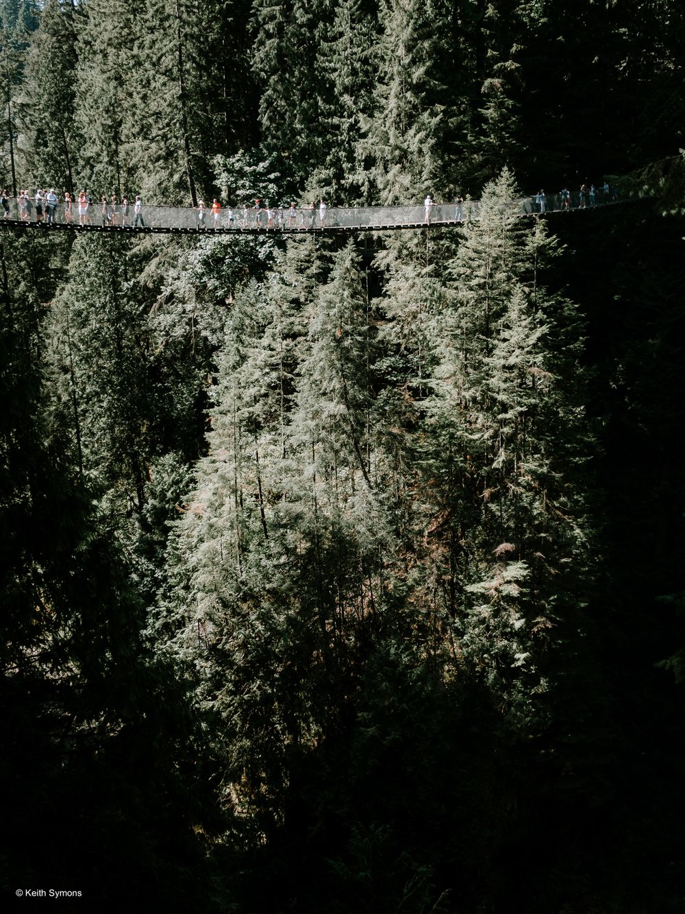 Suspension bridge spans across a deep forest canyon with tall evergreen trees stretching into the valley below.