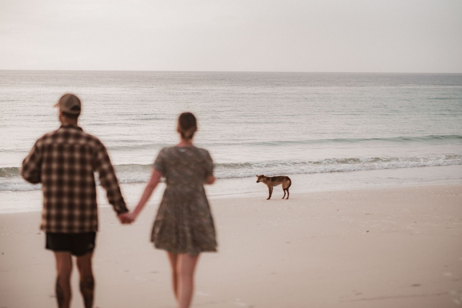 A couple holds hands while watching a dingo walking on a serene beach during sunset at Fraser Island, K'gari