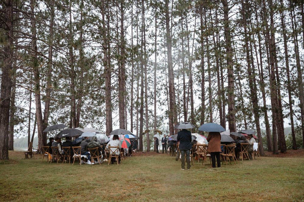 Horse drawn carriages parked in a scenic pine forest with people gathered for an outdoor event.