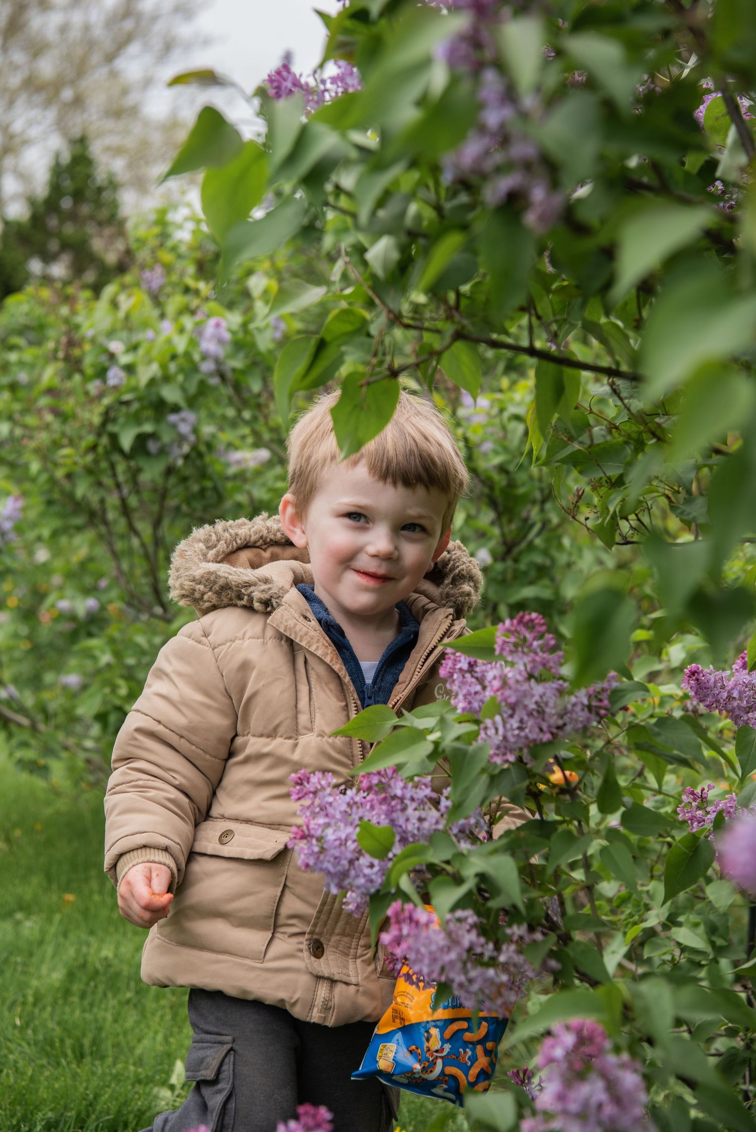 A young child in a beige winter coat plays near blooming purple lilac bushes in a garden setting.