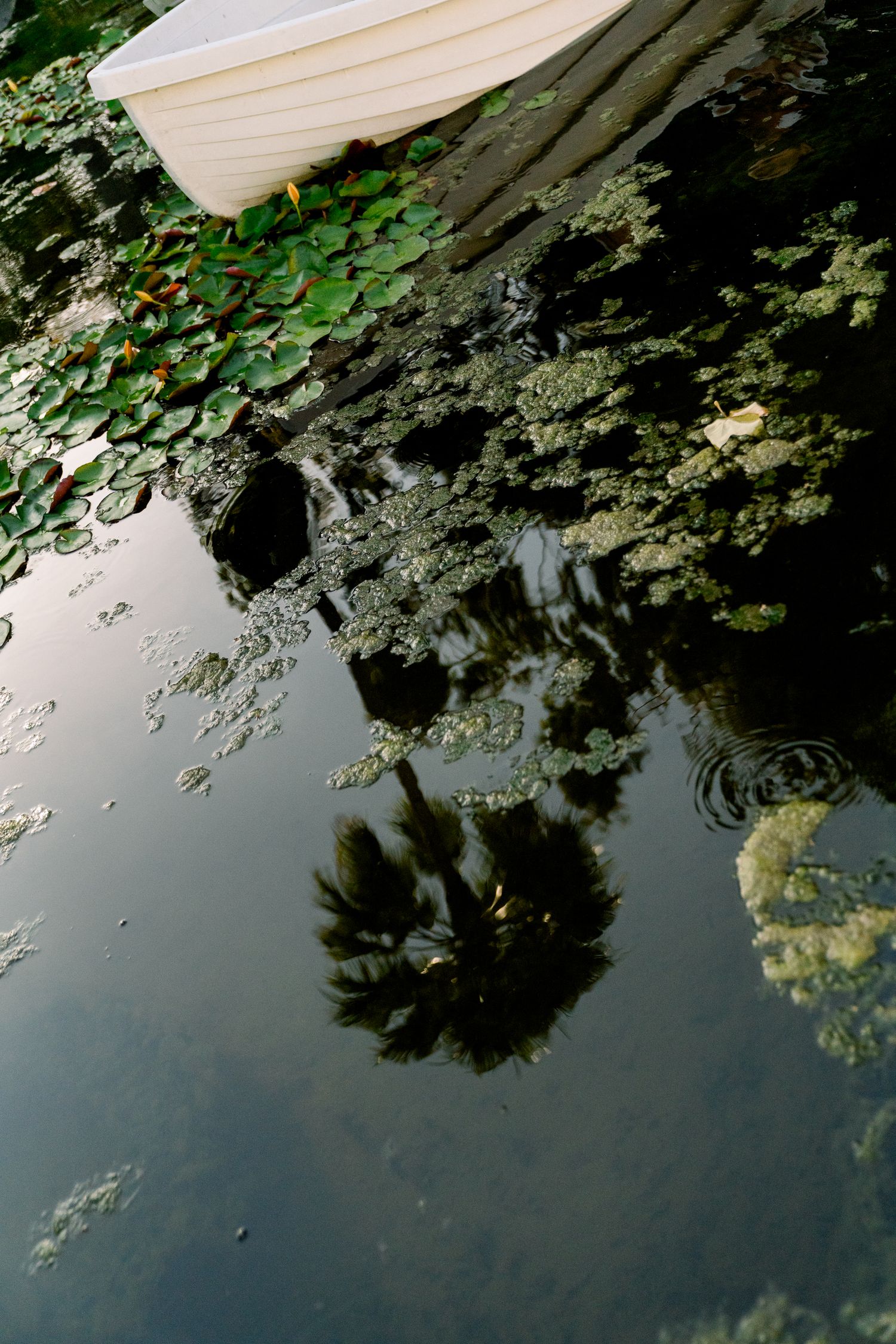 Leaves and foliage reflect in dark water creating a moody nature scene with part of a white boat visible at the top.