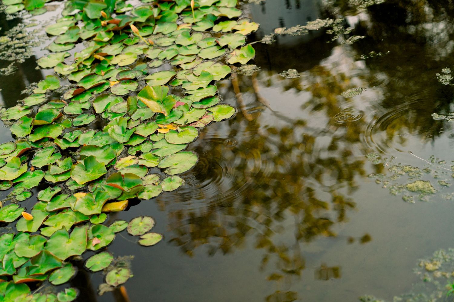 Green lily pads float on dark reflective pond water with tree shadows rippling on the surface.