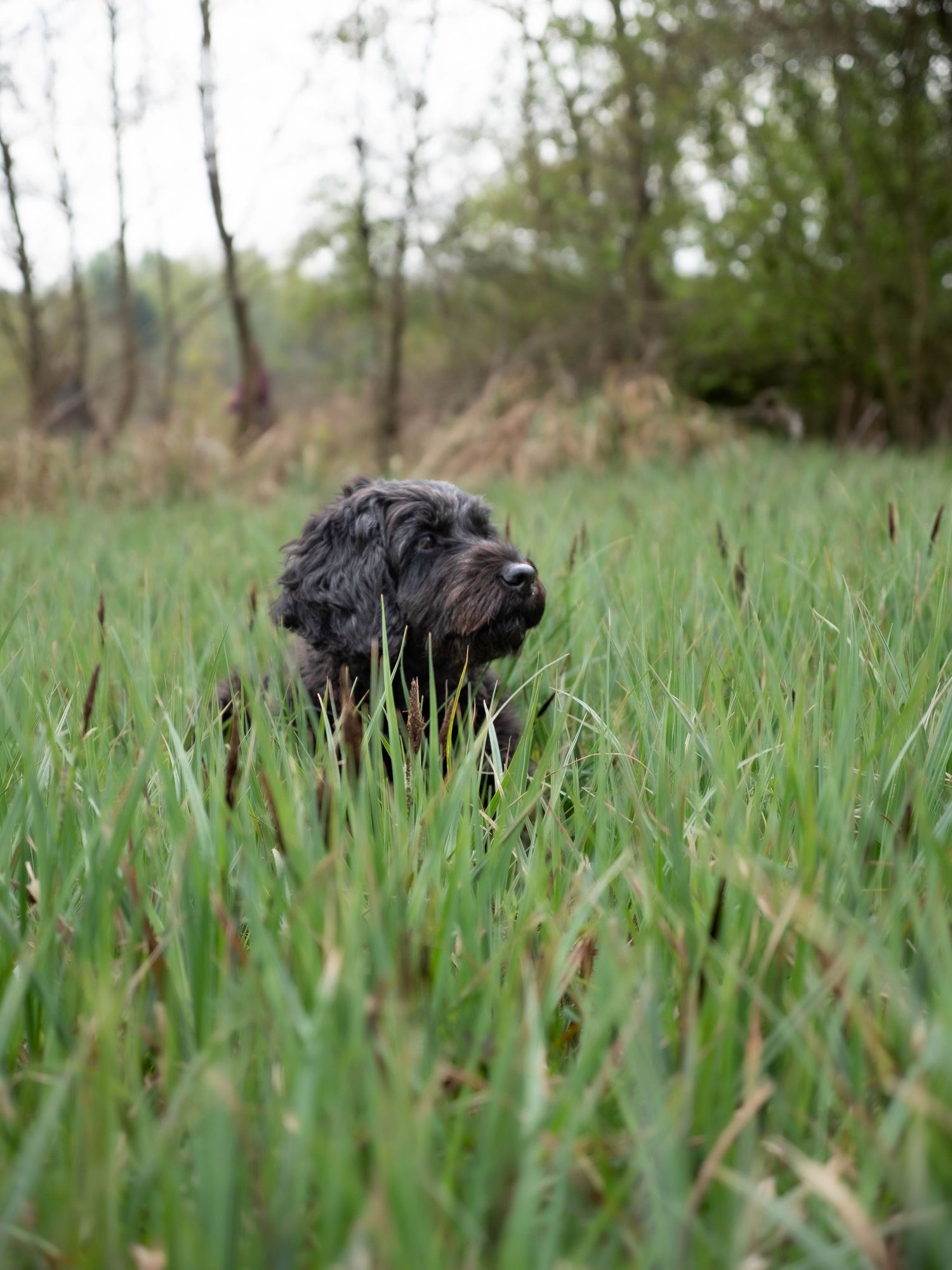 cockapoo in swan lake park heanor laying in tall grass