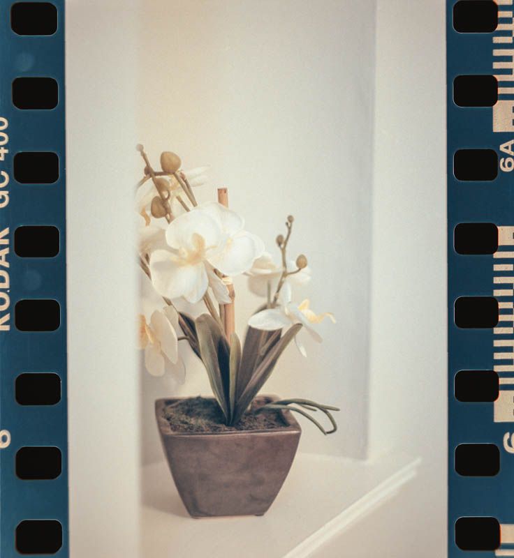 White orchids bloom in a brown ceramic pot against a light background, framed by vintage film sprocket Fox Chapel PA