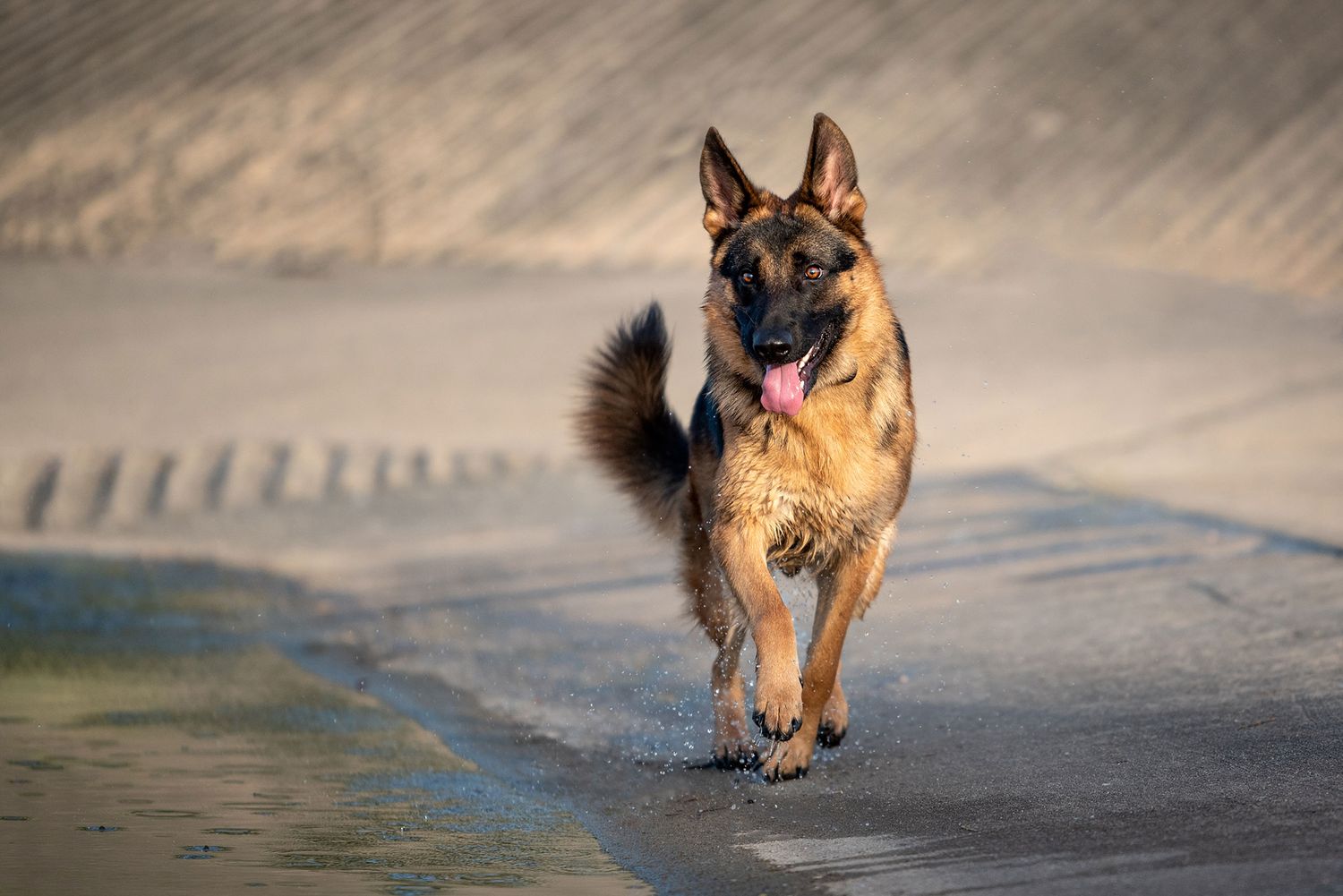 A German Shepherd dog runs happily along a sandy beach with tongue out during golden hour.
