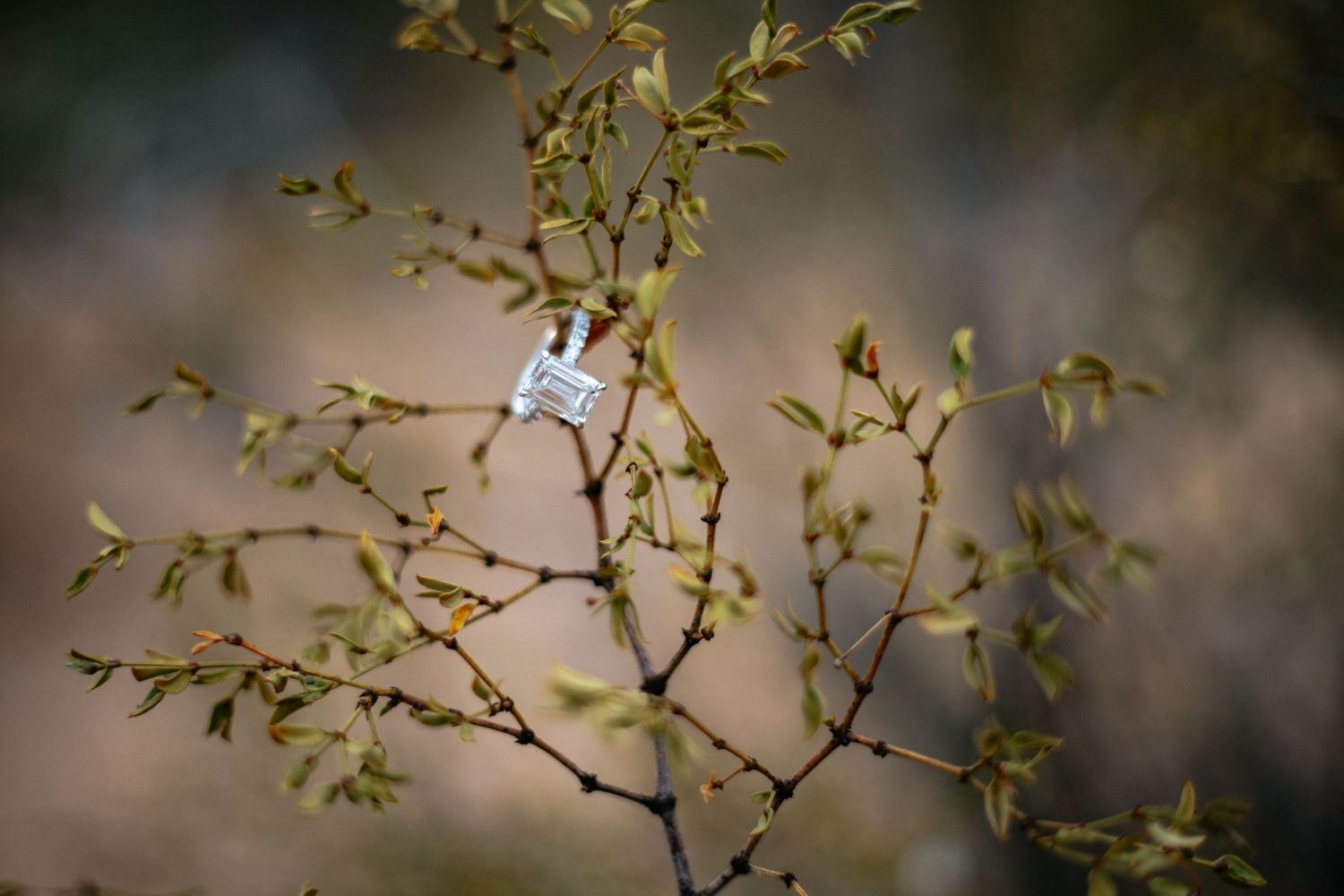 A diamond engagement ring sparkles on a delicate spring branch with fresh buds.