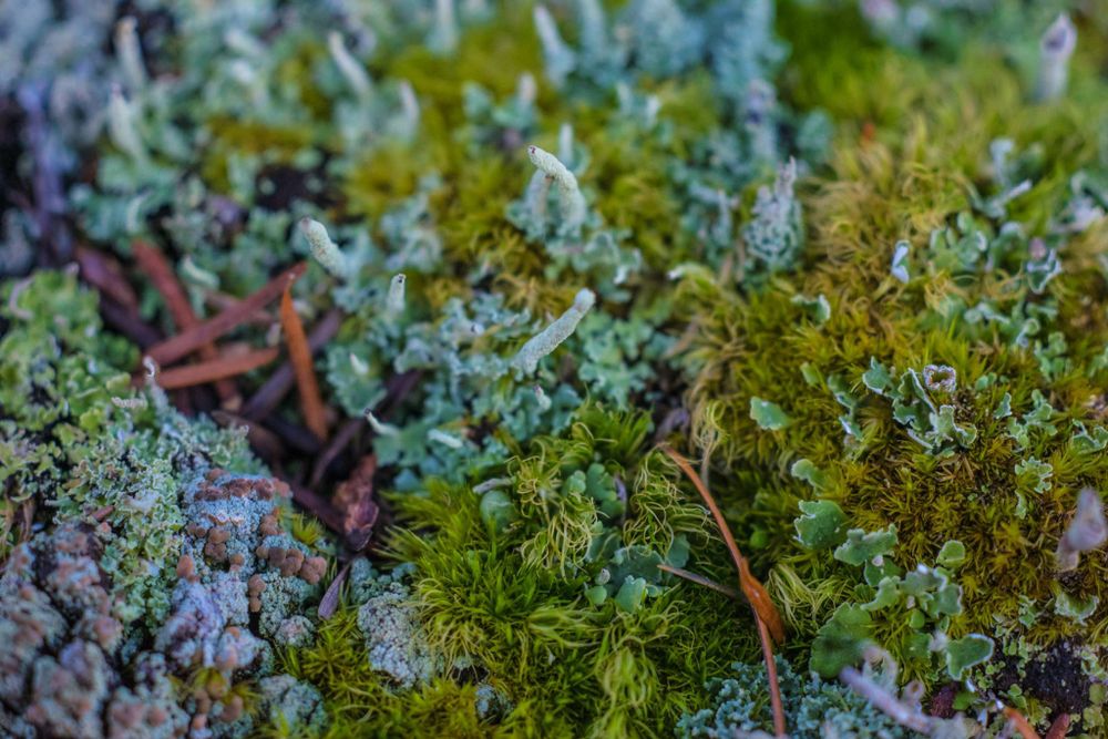 Close-up macro shot of delicate green moss and lichen textures growing on forest floor.