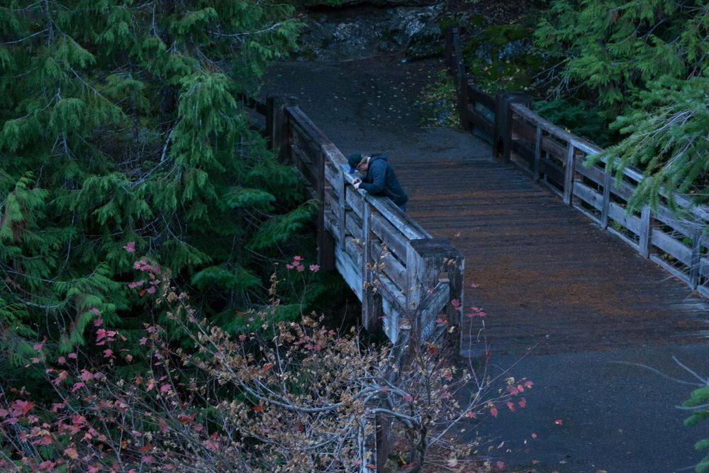 Wooden footbridge through evergreen forest in moody evening light.