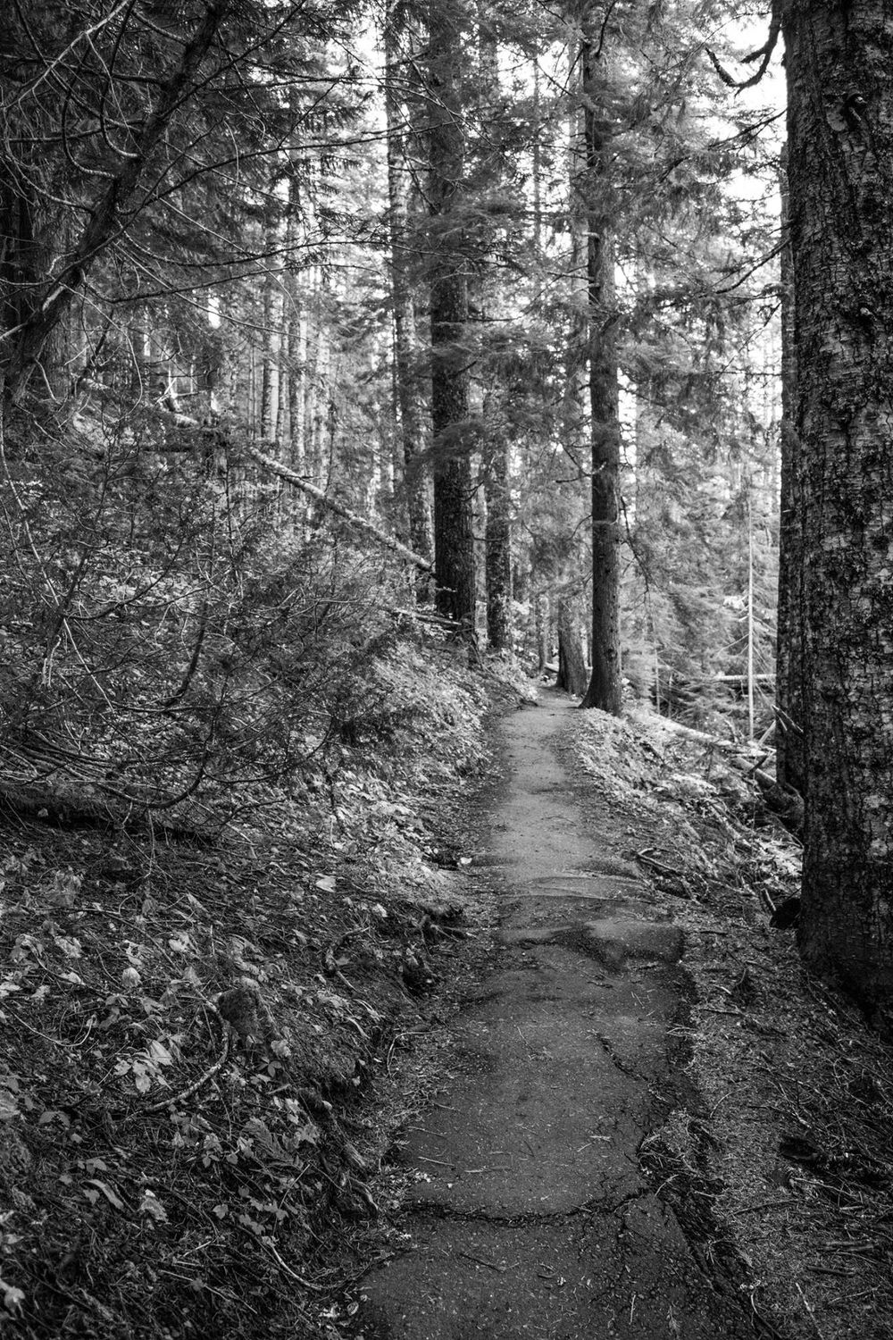 A winding forest trail through tall evergreen trees captured in black and white.