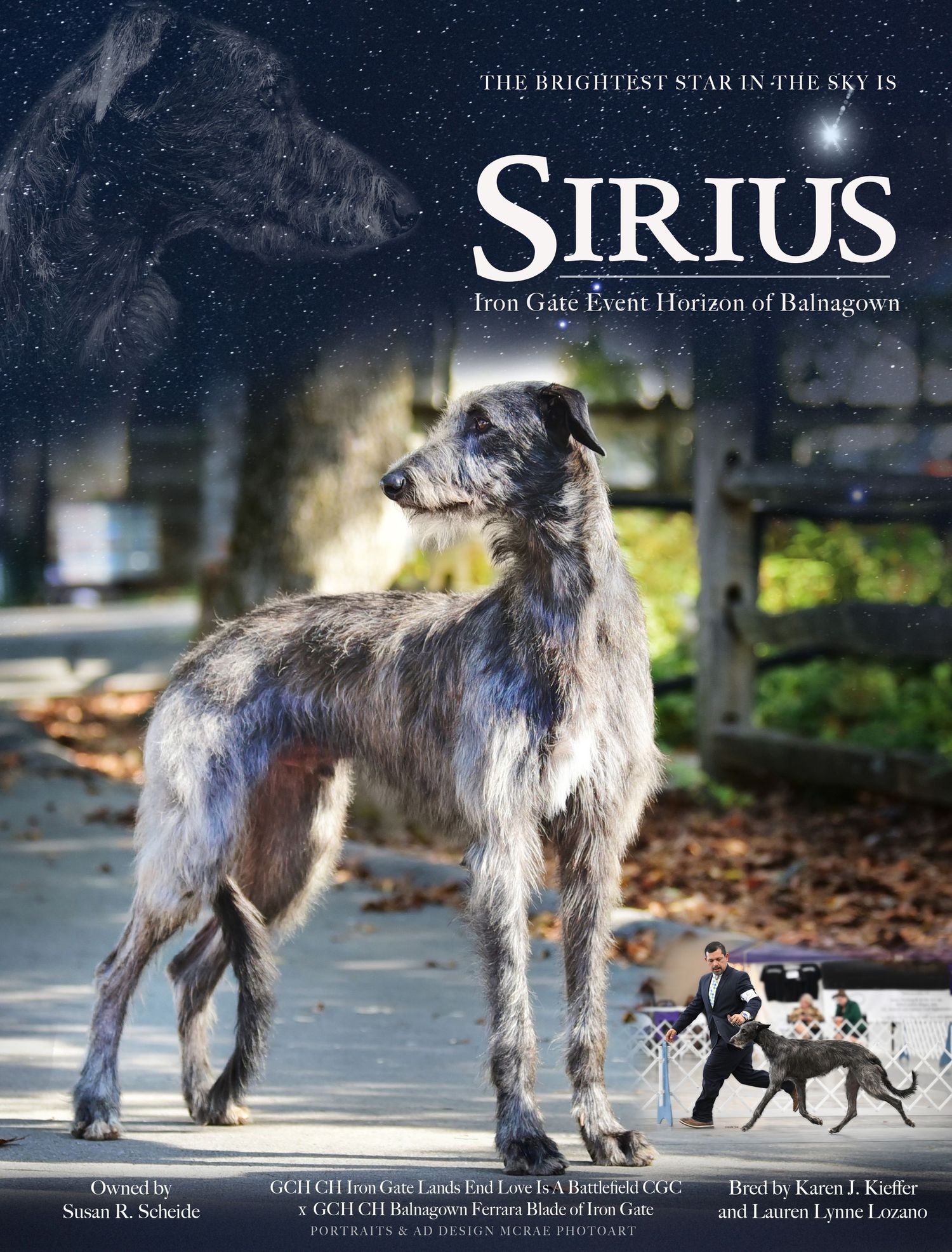 advertisement with scottish deehound