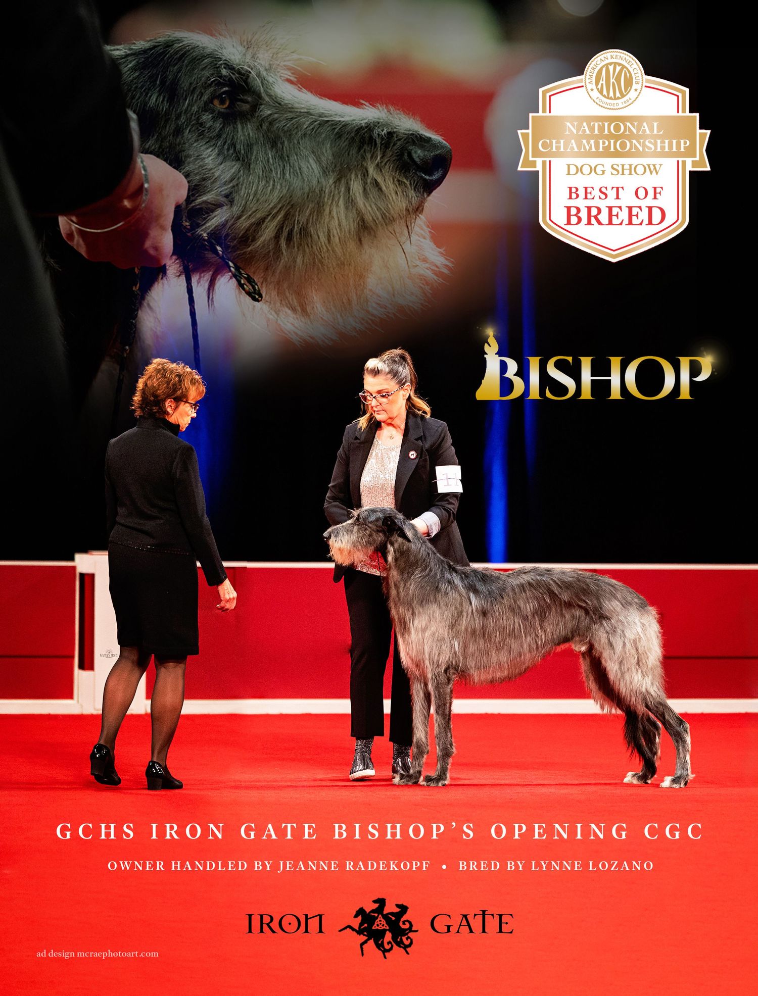 advertisement with scottish deehound