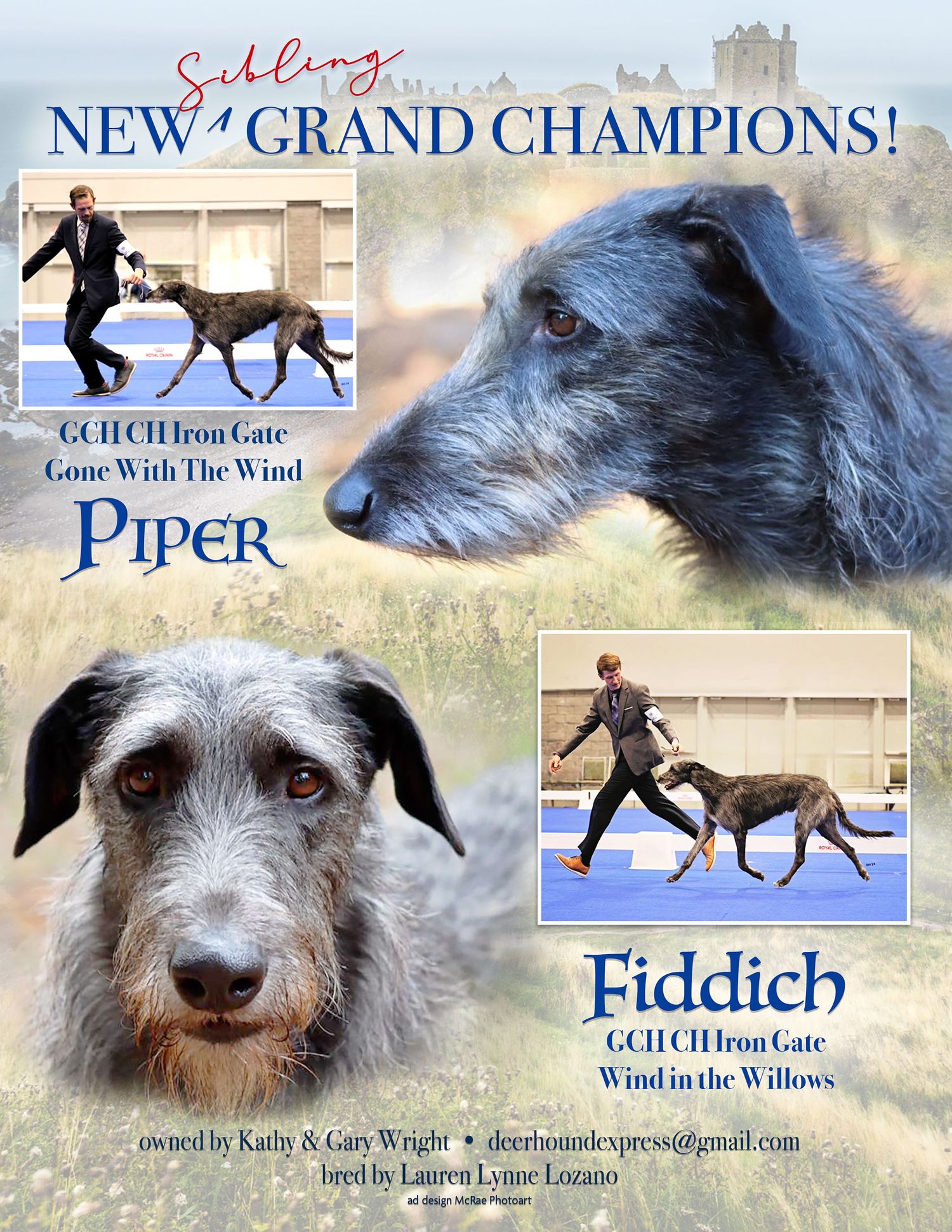 advertisement with scottish deehounds