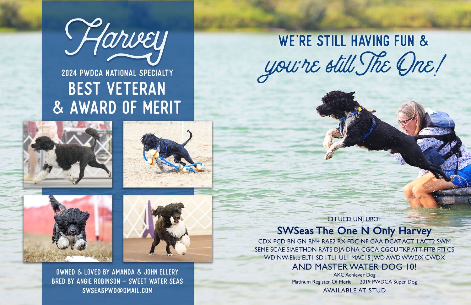 Portuguese Water Dog jumping into water advertisement