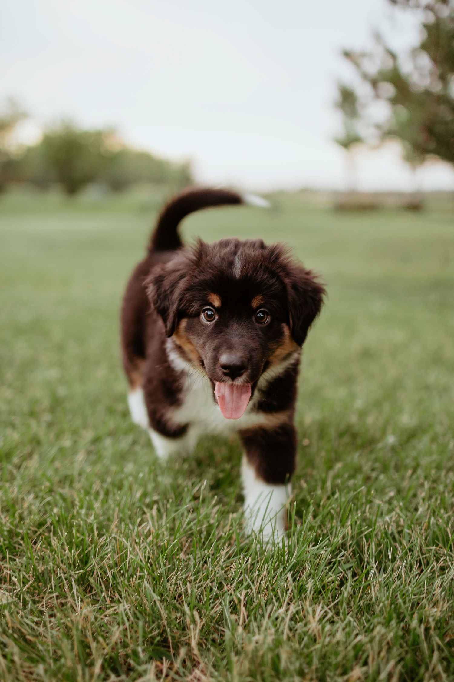 Energetic tri-colored Australian shepherd puppy running through green field with playful expression.