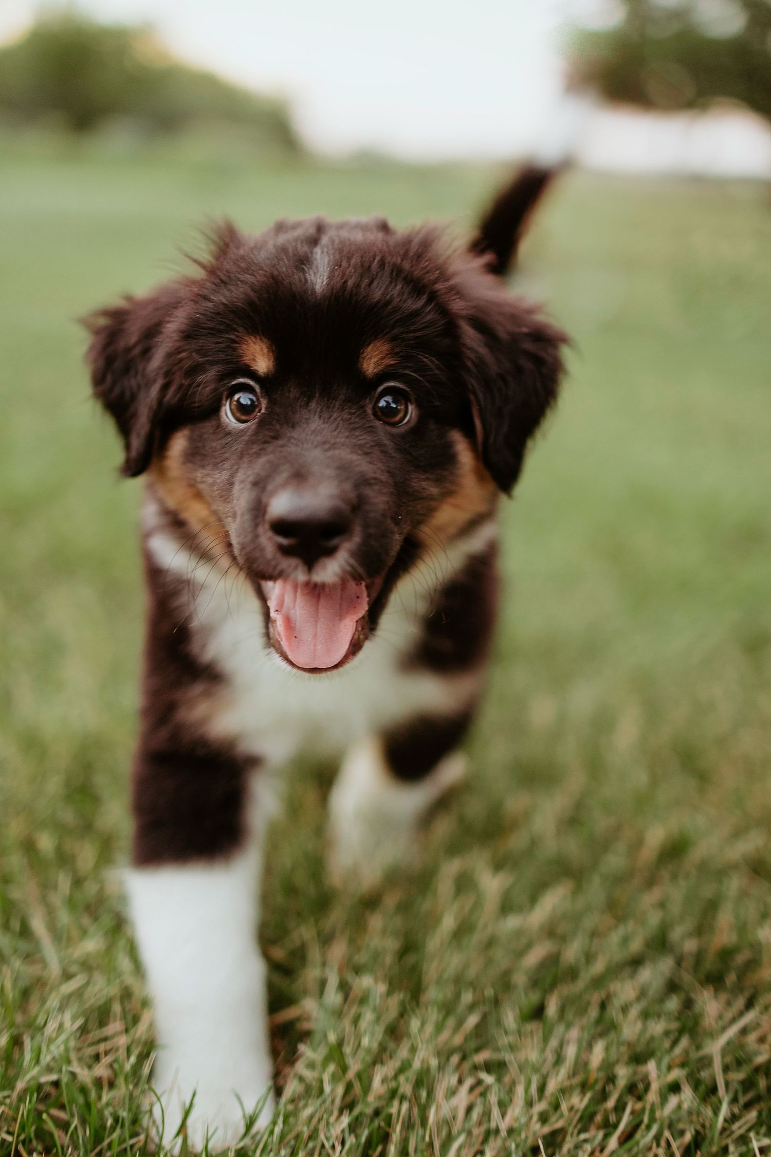 Happy Australian shepherd puppy with brown and white fur running on grass with tongue out.