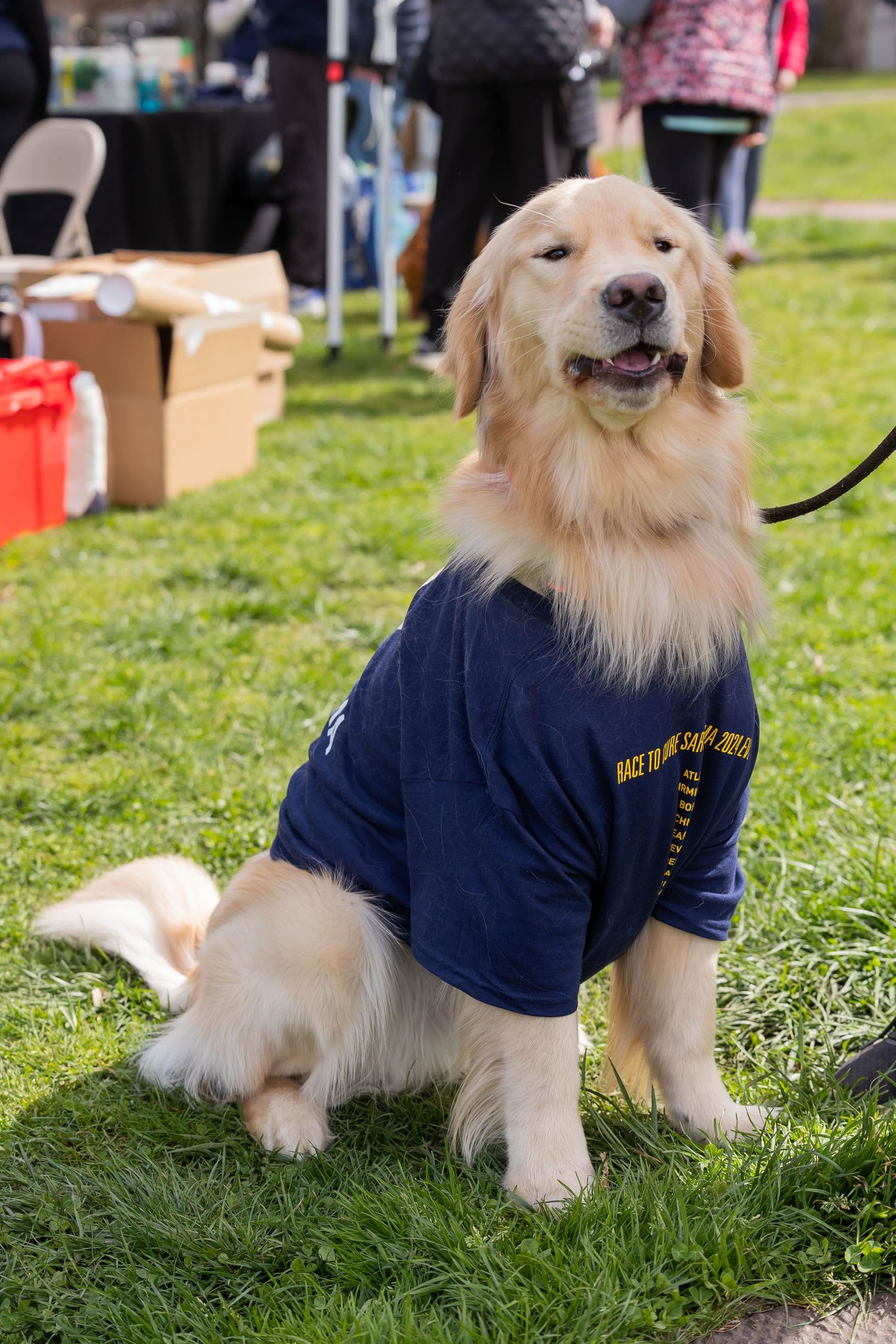Golden retriever wearing a navy blue t-shirt sits attentively on grass during an outdoor event.
