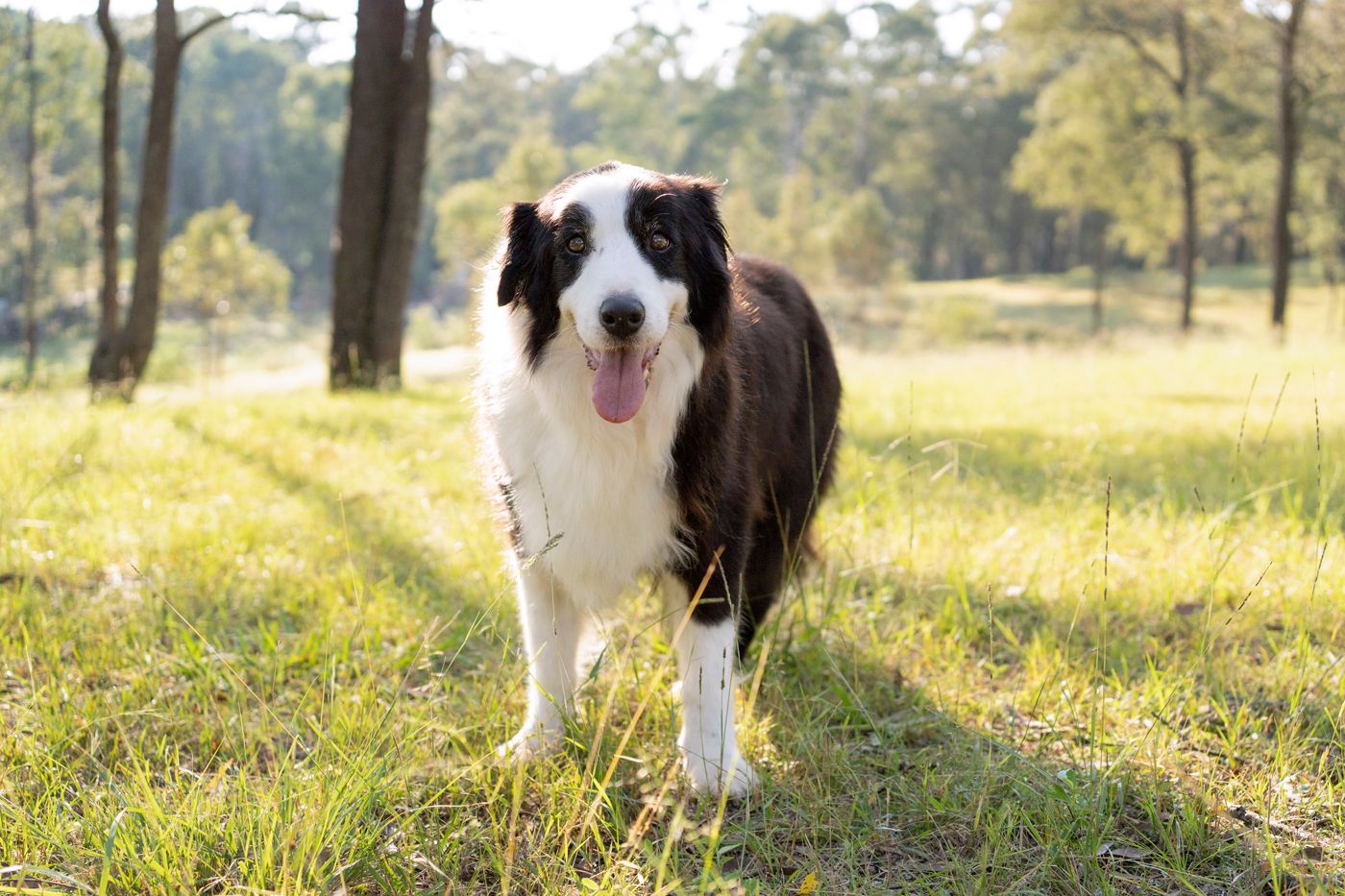 canine end of life photoshoot in Sydney