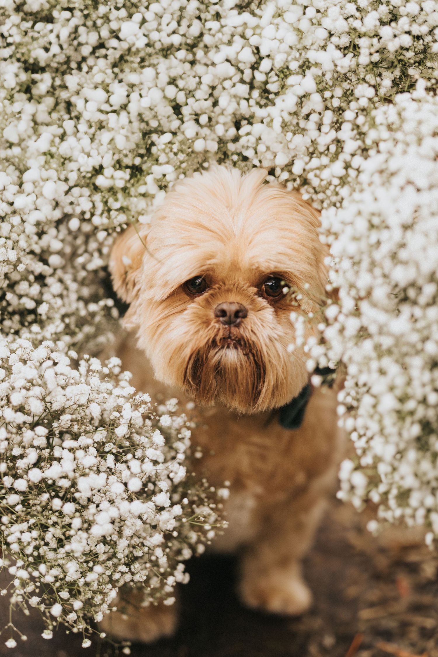 A small brown dog peeks through delicate white spring blossoms in a dreamy outdoor portrait at Scrivelsby Walled Garden.