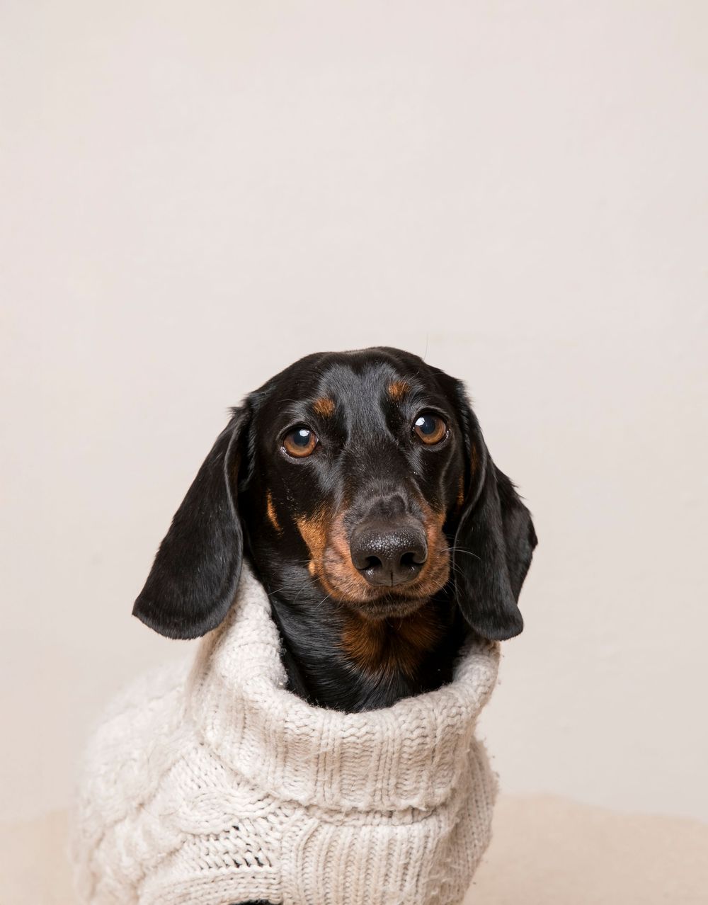 Dachshund dog wearing a cozy white knit sweater poses against light background.