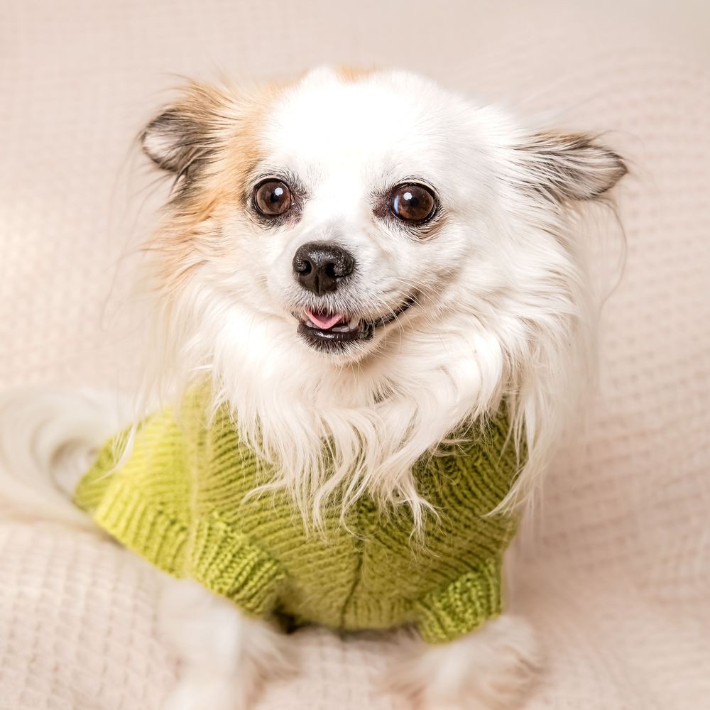 Smiling white Chihuahua dog wearing a lime green knit sweater poses against beige background.