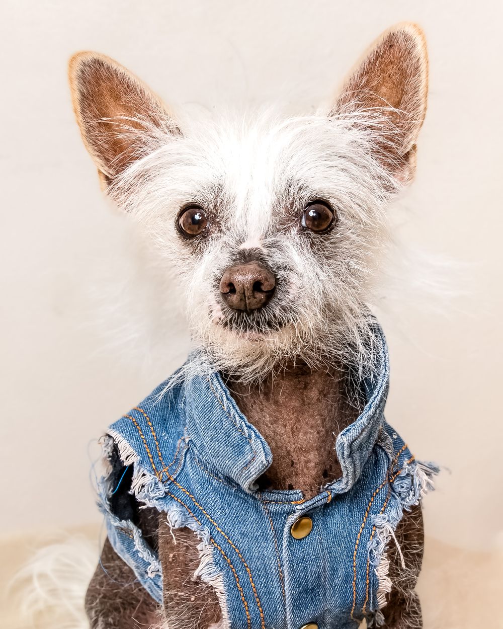 Chinese crested dog wearing a distressed denim vest poses for a portrait against light background.