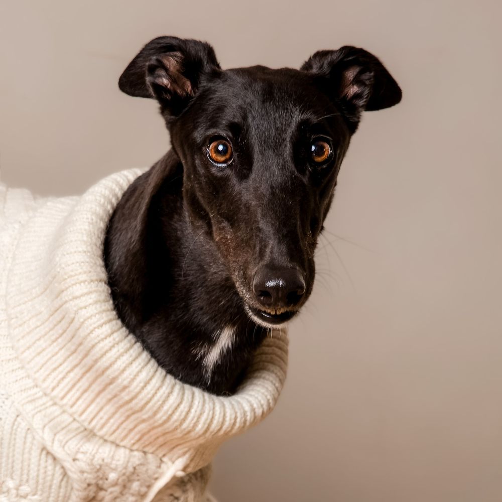 Black chihuahua dog wearing a cozy white knit turtleneck sweater against neutral background.