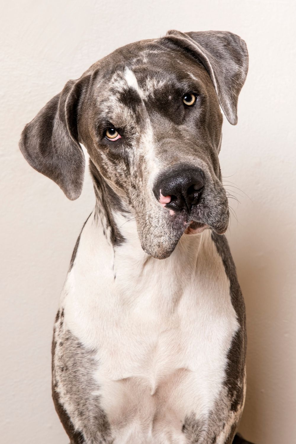 Gray and white pit bull in a four-panel photo collage showing different head tilts and expressions against light background.