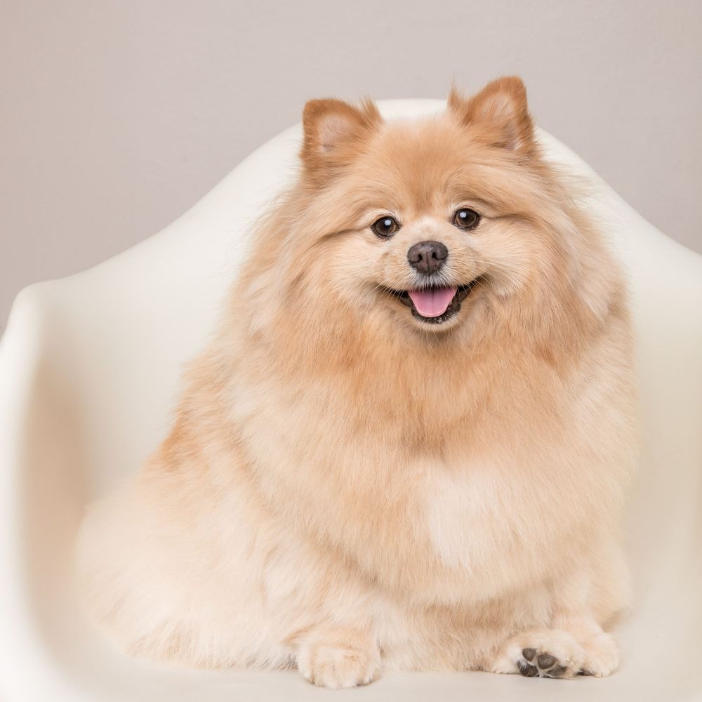 Fluffy cream-colored Pomeranian dog lying down on white background in progressive motion sequence.